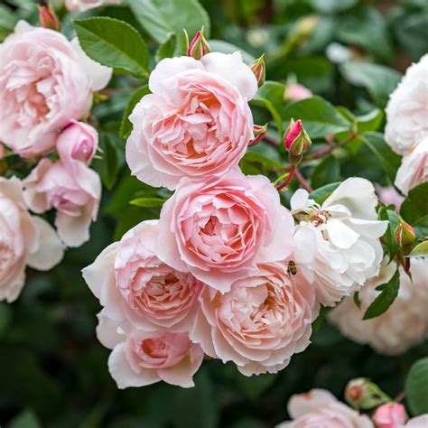 david austin roses usa|david austin roses usa retailers.